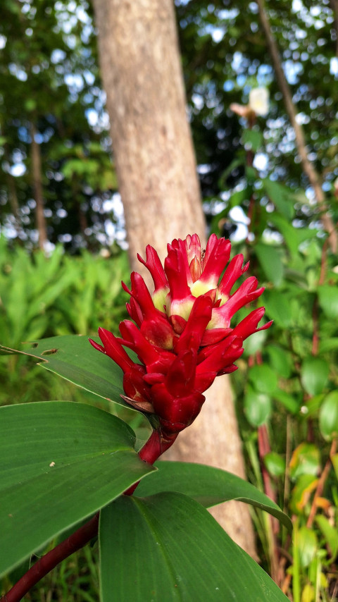 Village Flower