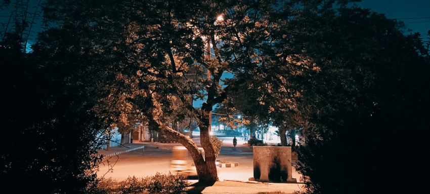 Tree