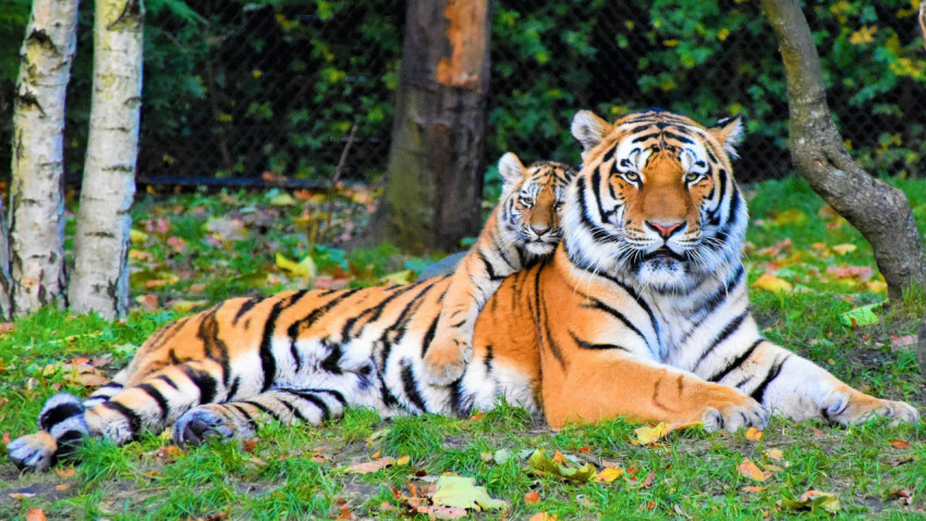 Tiger with cub