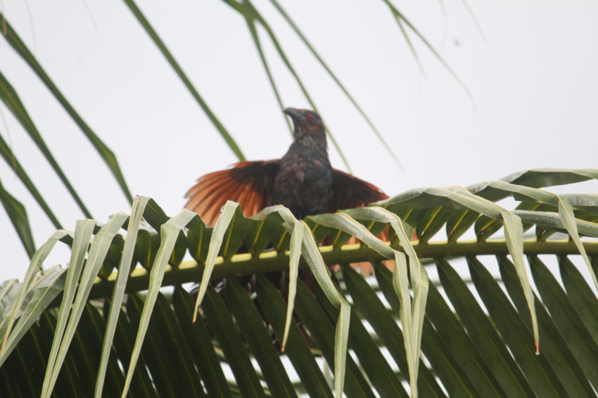 Greater Coucal (Crow Pheasant)