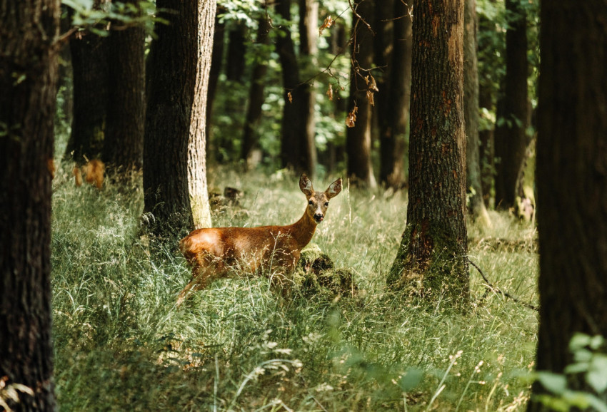 Beautiful Deer