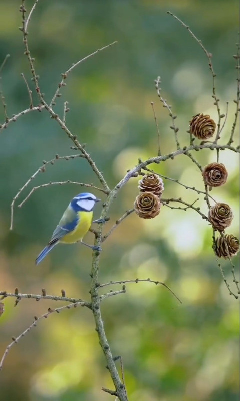 Eurasian blue tit