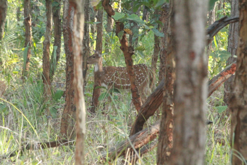 Spoted Dear