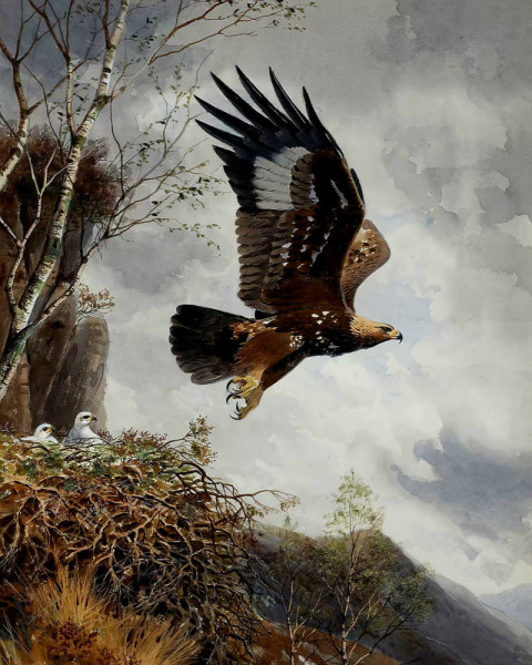 Golden Eagle-Digital Art