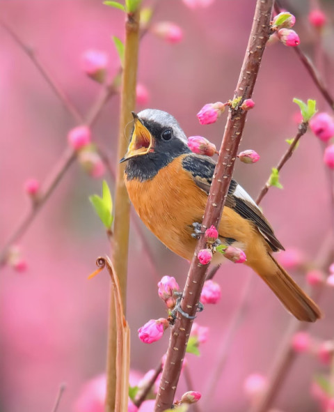Daurian redstart