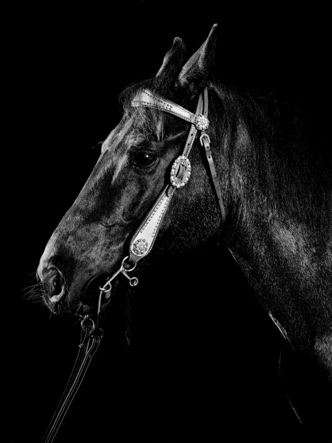 Black Horse BW