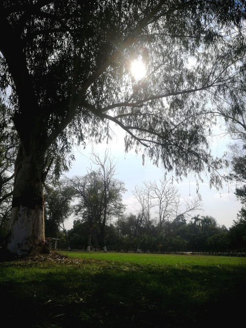 Tree Texture