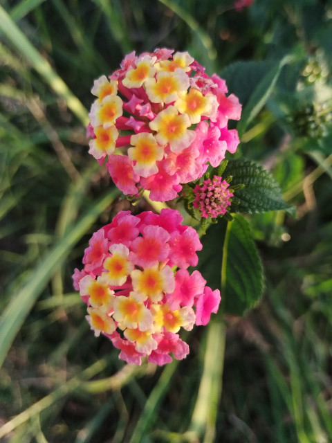 Nature leads