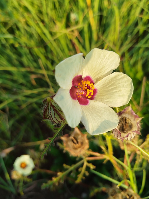 Flower- of -an- hour