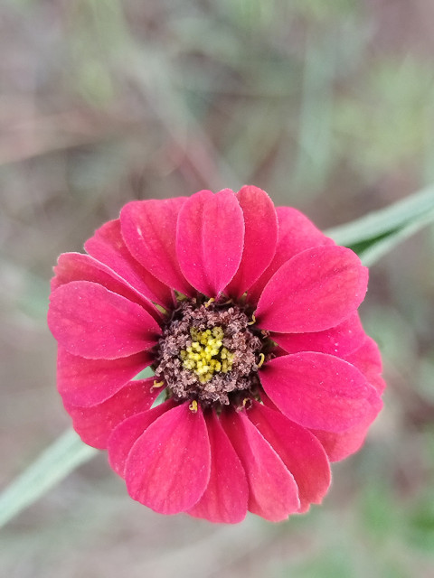 pollinators