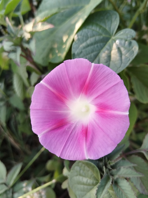 Common morning-glory Plant