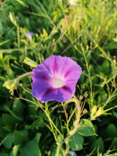 Morning glories flower