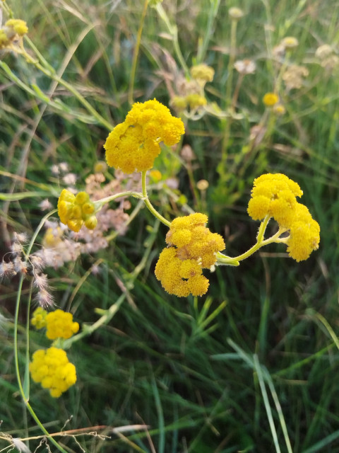 Tansy