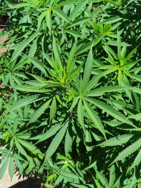 Ganja