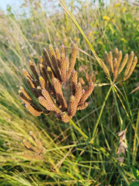 Natura