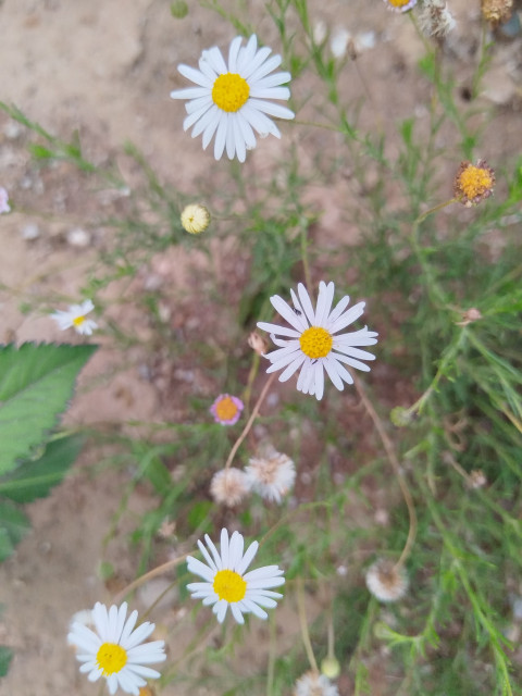 Nature