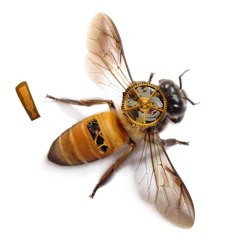 abeja steampunk