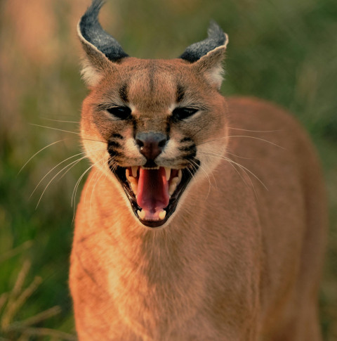 Angry caracal