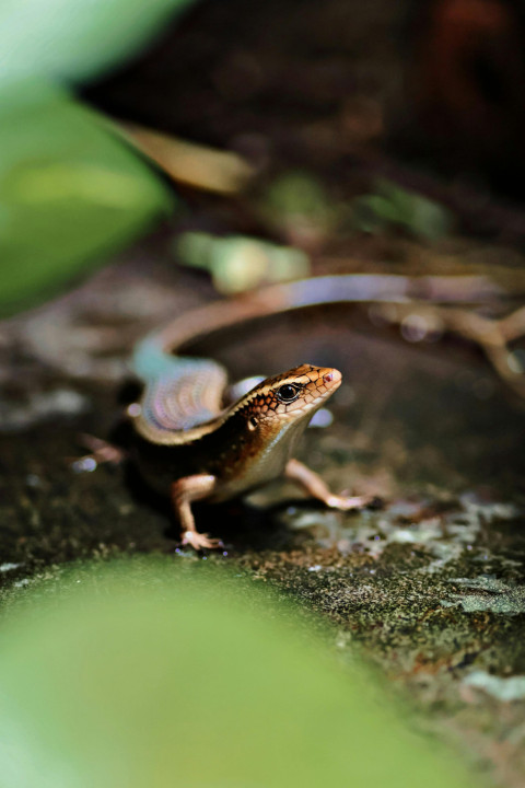 Dangerous lizard